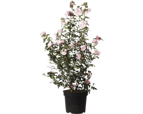 Hibiskus im Topf mit rosa Blüten