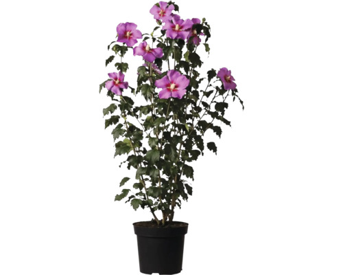 Hibiskus im Topf mit lila Blüten