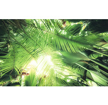 Ansicht von Palmenblättern in einem Garten