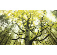 Baum mit Ästen im Wald