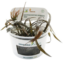 Dennerle Cryptocoryne spiralis 'Red' in In-vitro Becher, eine Aquarienpflanze.