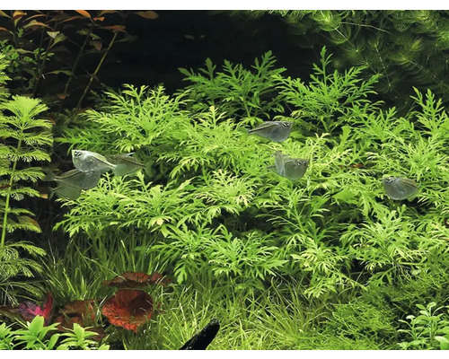 Aquariumpflanzen und Fische in einem Aquarium.