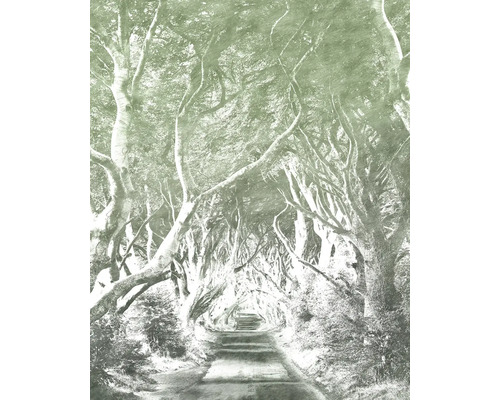 Allee mit Bäumen über einer Straße