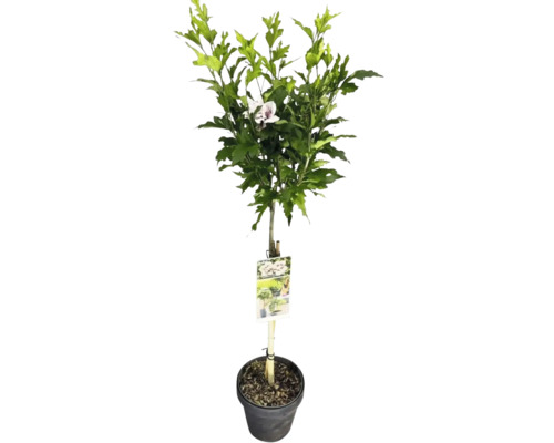 Garteneibisch Stamm FloraSelf Hibiscus syriacus 'Starburst Chiffon' Stammhöhe 50 cm Co 3 L halbgefüllte Blüten Hibiskus im Topf mit Blättern und einer Blüte