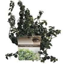Immergrüner Kletterstrauch Euonymus fortunei 'Emerald Gaiety' im Topf
