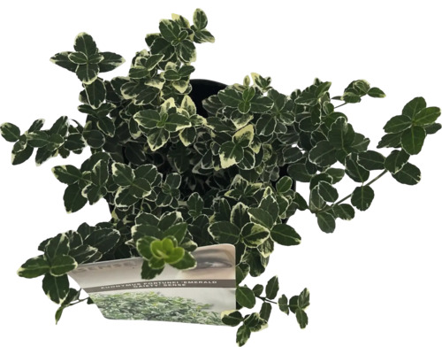 Immergrüner Spindelstrauch im Topf mit grün-weißen Blättern