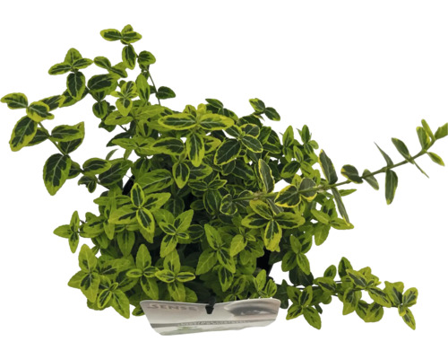 Goldbunte Kriechspindel FloraSelf Euonymus fortunei 'Emerald 'n' Gold' H 15-20 cm Co 2 L Immergrüner Spindelstrauch mit grün-gelben Blättern