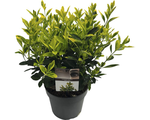 Japanischer Spindelstrauch FloraSelf Euonymus jap. 'Siebe' H 25-30 cm Co 5 L buschig Im Topf gezogener japanischer Spindelstrauch