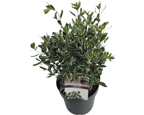 Kleinblättrige Japanspindel 'Susan' FloraSelfe Euonymus japonicus 'Susan' H 25-30 cm Co 5 L buschig Japanischer Spindelstrauch im Topf