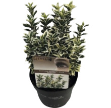 Euonymus japonicus 'White Spider' im Topf