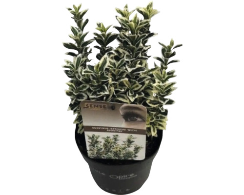 Euonymus japonicus 'White Spider' im Topf