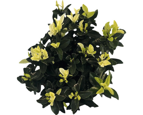 Immergrüner Spindelstrauch mit Blättern