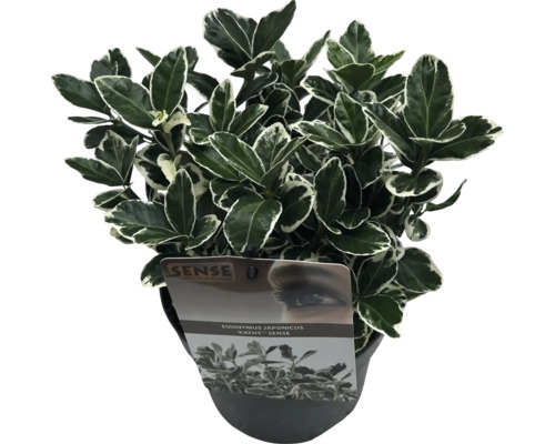 Japanischer Spindelstrauch im Topf