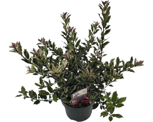 Stechpalme in einem Topf