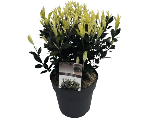 Japanischer Spindelstrauch im Topf