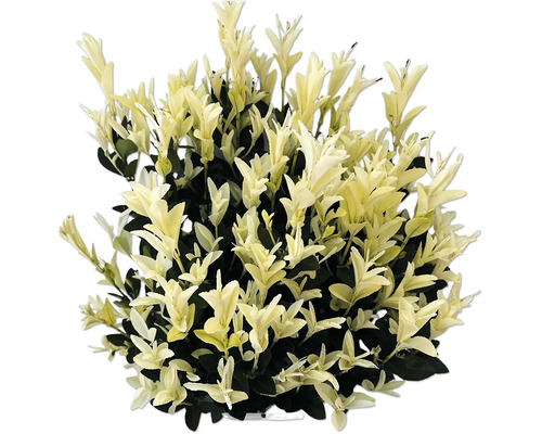 Immergrüner Spindelstrauch mit hellen Blättern für den Garten