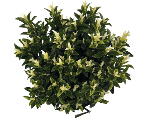 Immergrüner Spindelstrauch mit Blättern