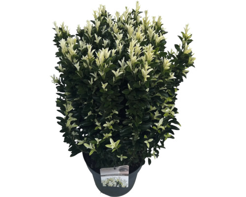 Im Topf befindlicher, immergrüner Spindelstrauch mit panaschierten Blättern