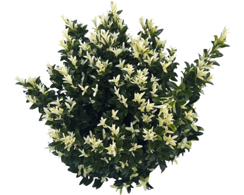 Immergrüner Spindelstrauch mit panaschierten Blättern