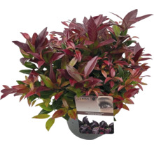 Leucothoe axillaris Scarletta Zimmerpflanze im Topf