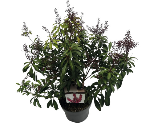 Schattenglöckchen im Topf mit grünen Blättern und dunklen Blütenständen