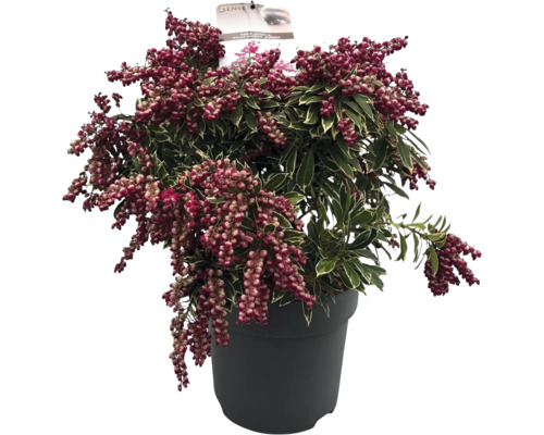 Japanische Lavendelheide im Topf mit roten Blüten