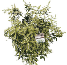 Japanische Lavendelheide mit kleinen weißen Blüten