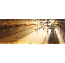 Herbstlicher Wald mit durchscheinenden Sonnenstrahlen