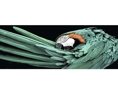 Glasbild Green Parrot 30x80 cm