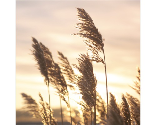 Glasbild Water Grass Sunset 50x50 cm