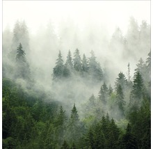 Nebelverhangener Wald mit grünen Nadelbäumen