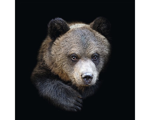 Glasbild Portrait of a bear 30x30 cm