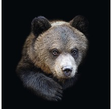 Glasbild Portrait of a bear 50x50 cm