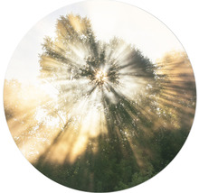 Sonnenstrahlen durch Baumkronen