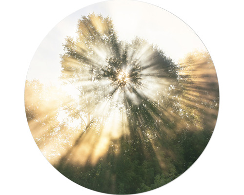 Glasbild Mystic Light I Ø 20 cm Sonnenstrahlen durch Baumkronen