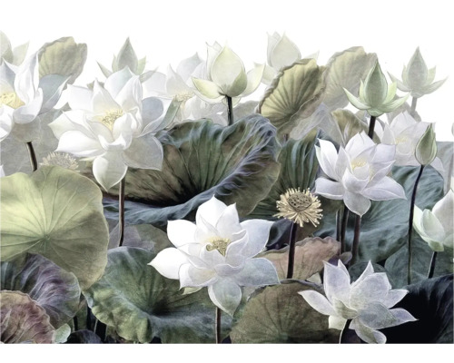Illustration von Lotusblüten und -blättern