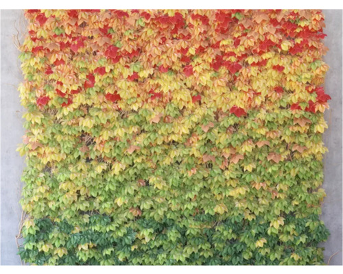 Wandbegrünung mit Kletterpflanzen, die sich im Herbst verfärben