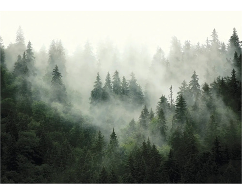 Nebelverhangener Wald mit dicht stehenden Nadelbäumen