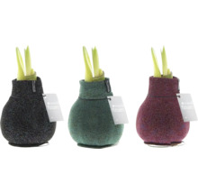 Drei Amaryllis Pflanzen in dekorativen Textilhüllen mit Etikett