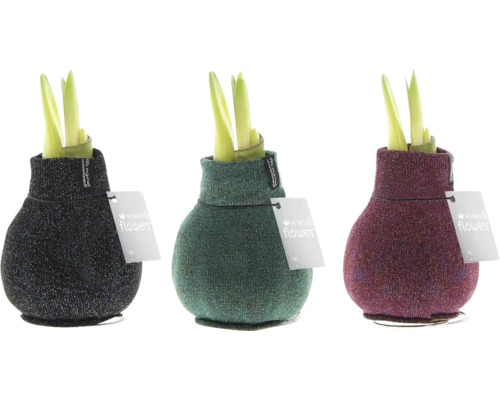 Amaryllis, Ritterstern in Wachs weiß FloraSelf Hippeastum Shine Ø 12 cm Drei Amaryllis Pflanzen in dekorativen Textilhüllen mit Etikett