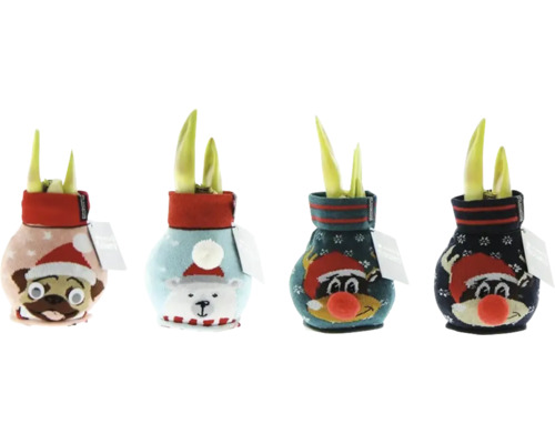 Amaryllis, Ritterstern in Wachs weiß FloraSelf Hippeastum Sillky Ø 12 cm Vier Blumenzwiebeln im Übertopf mit Tiermotiv