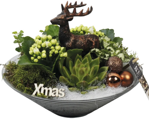 Arrangement X-Mas Ø 26 cm Glasschale mit Rehe Weihnachtsdekoration mit Hirschfigur, Sukkulenten, Pflanzen und Weihnachtskugeln in einer Schale