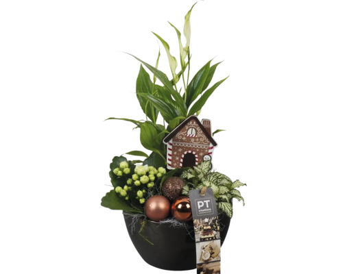 Arrangement X-Mas Ø 14 cm bronze Blumenarrangement mit Friedenslilie, Kalanchoe, Weihnachtskugeln und dekorativem Lebkuchenhaus in einem Topf