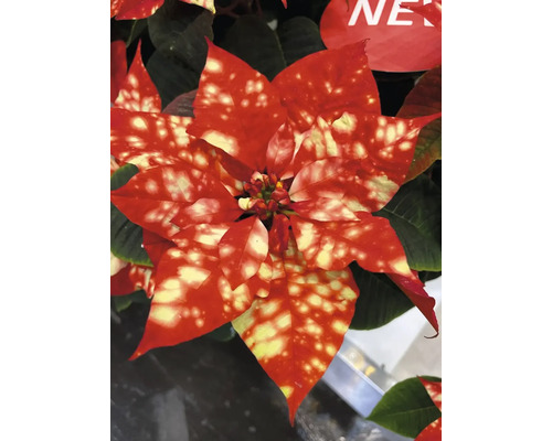 Mini Weihnachtsstern Fantasy Orange FloraSelf Euphorbia pulcherima Ø 6 cm Topf Weihnachtsstern mit roten und gelben Blättern