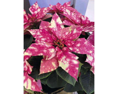Mini Weihnachtsstern Fantasy Pink FloraSelf Euphorbia pulcherima Ø 6 cm Topf Gefleckter Weihnachtsstern mit pinkfarbenen Blättern
