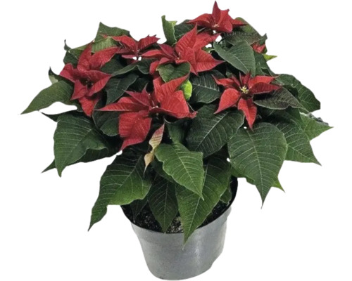 Weihnachtsstern rot FloraSelf Euphorbia pulcherrima 'Christmas Feeling' H ca. 40 cm Ø 22 cm Topf Weihnachtsstern in einem Topf