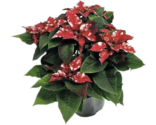 Weihnachtsstern FloraSelf Euphorbia pulcherima 'Fantasy Star' Ø 22 cm Topf Weihnachtsstern mit roten und weißen Blättern im Topf