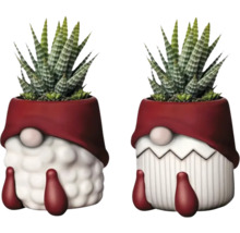 Zwei Pflanzen in Zwerg-Übertöpfen