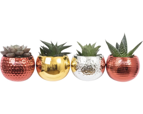 Dekorative Sukkulenten in Töpfen