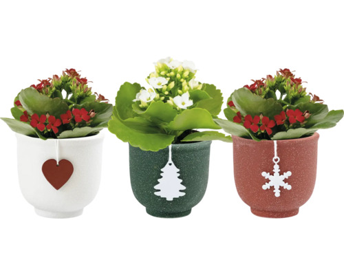 Drei Kalanchoe Pflanzen in Töpfen mit weihnachtlichen Anhängern